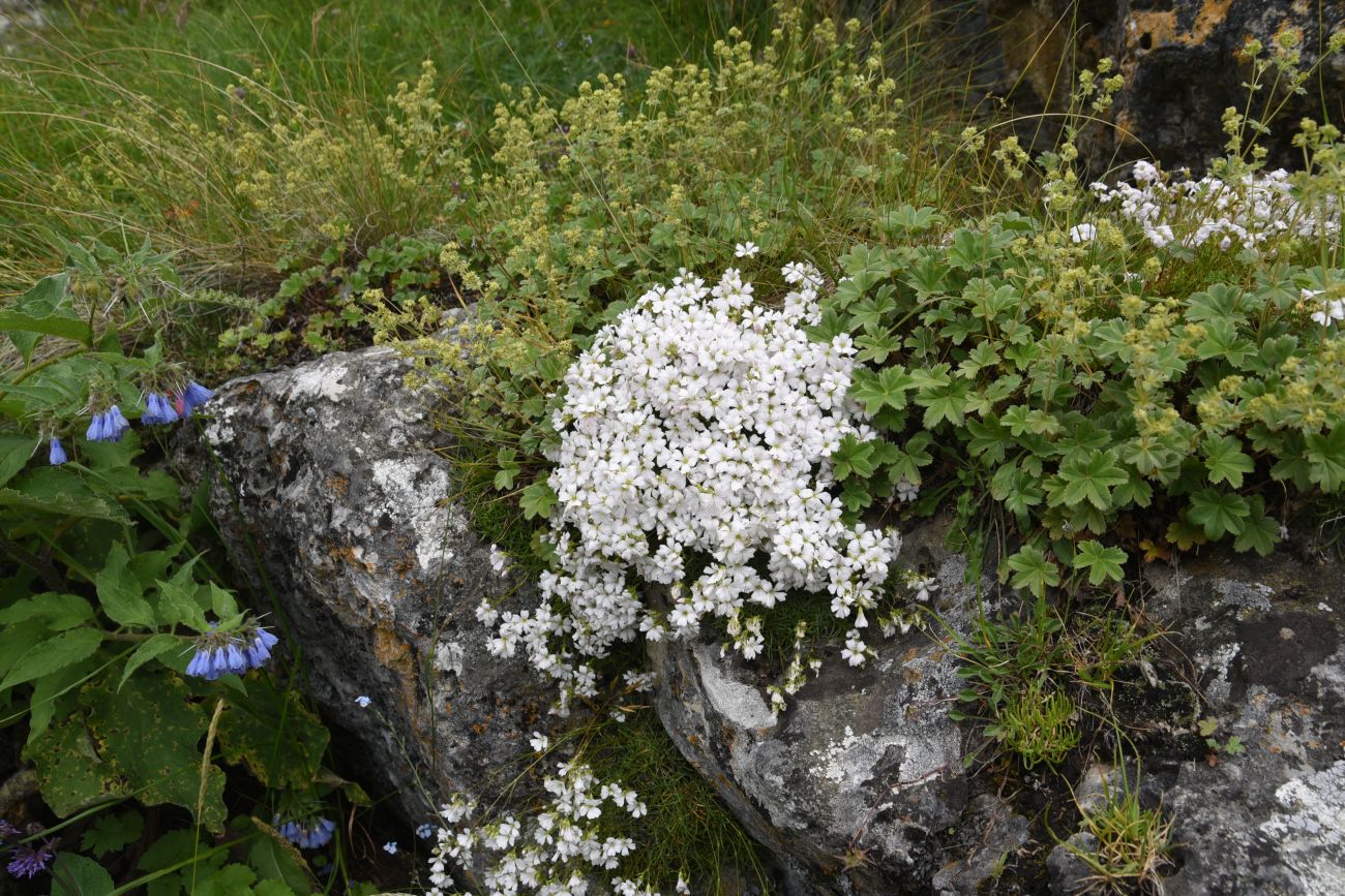 Изображение особи Gypsophila tenuifolia.