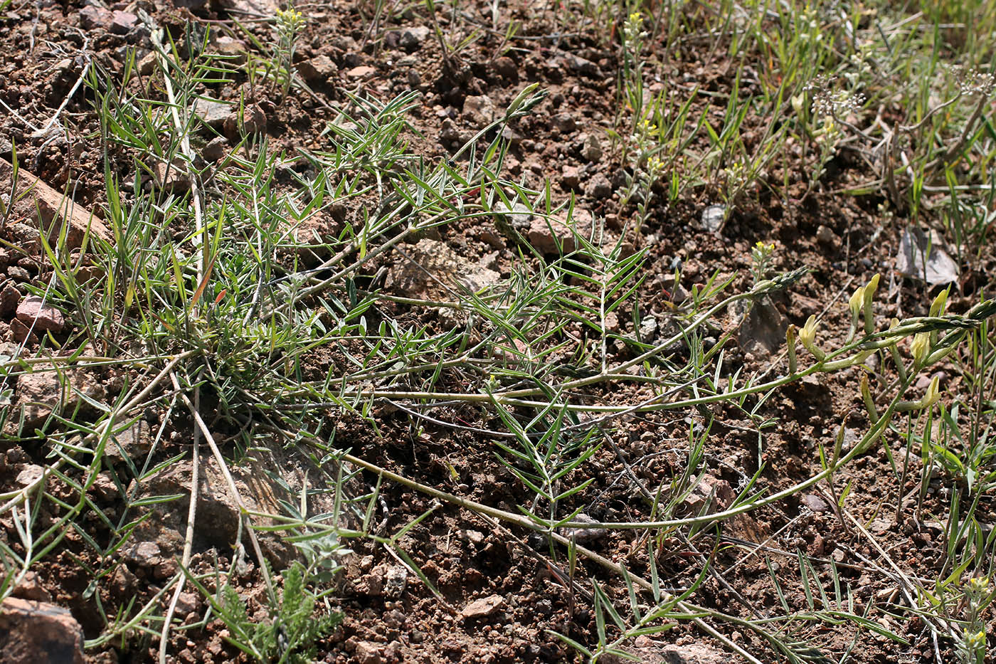 Image of Astragalus bossuensis specimen.