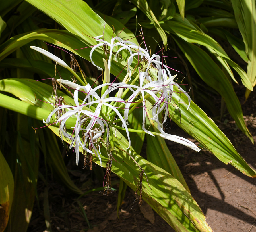 Image of Crinum asiaticum specimen.