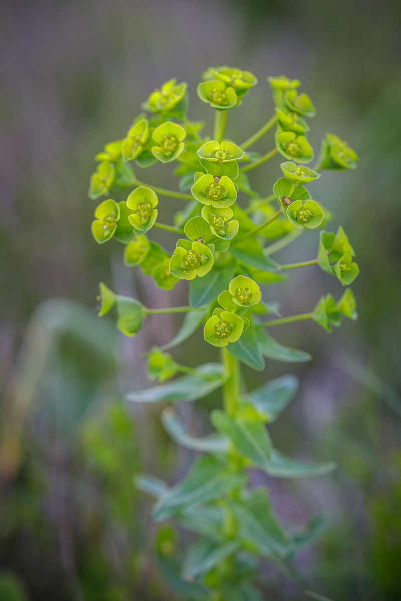 Изображение особи Euphorbia condylocarpa.