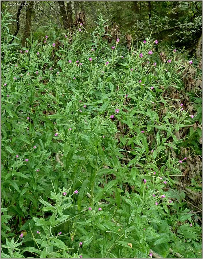 Image of Epilobium hirsutum specimen.