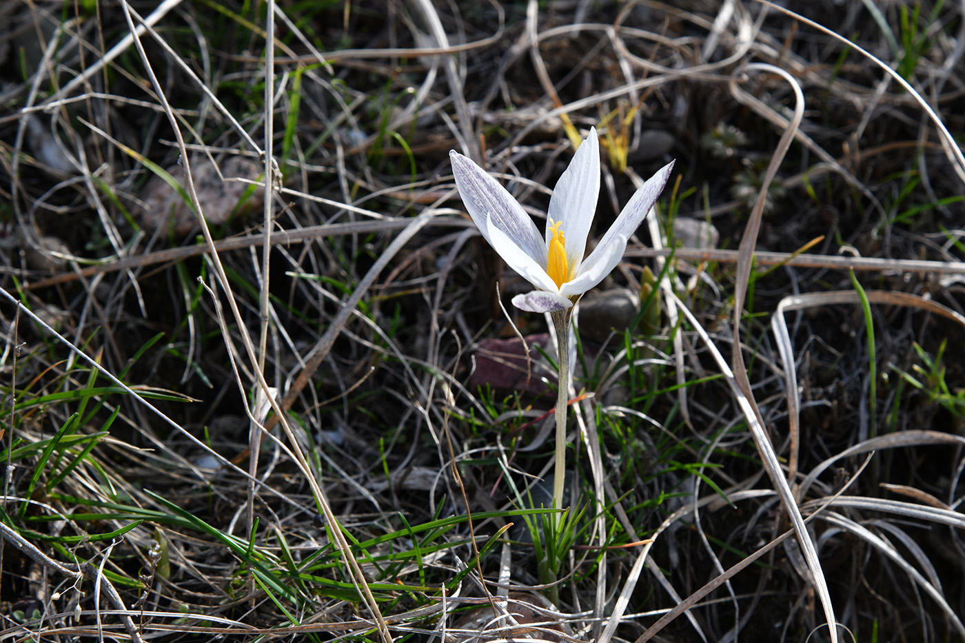 Image of Crocus alatavicus specimen.