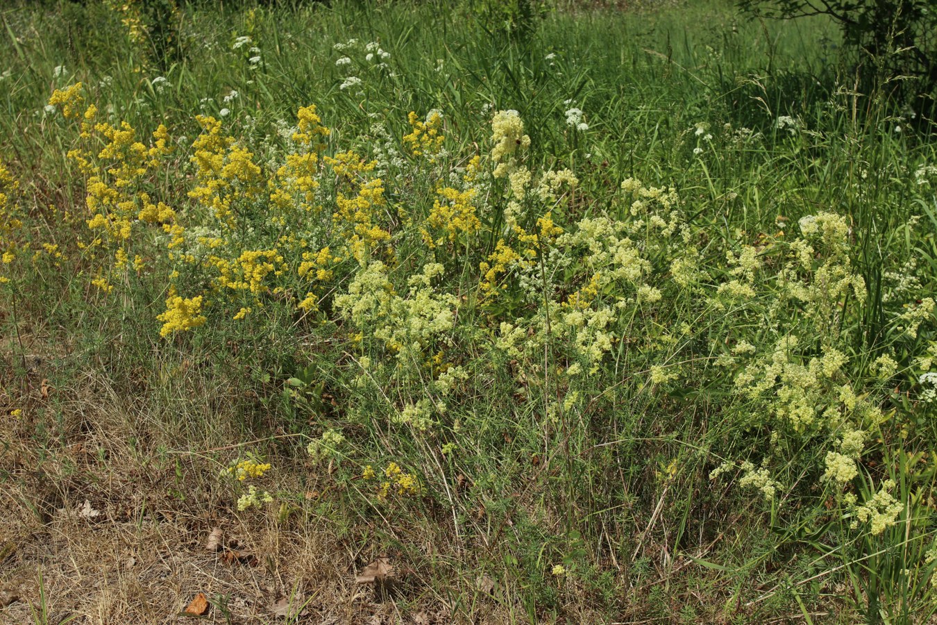 Изображение особи род Galium.