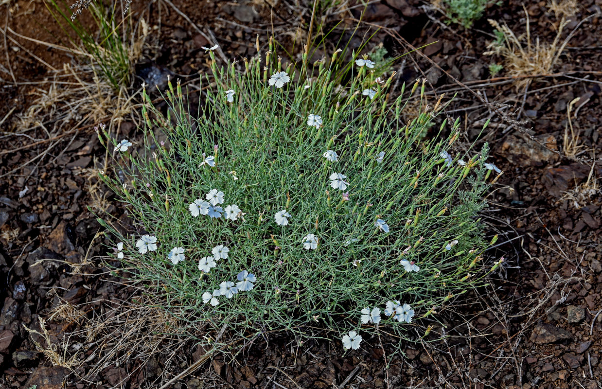 Изображение особи Dianthus ramosissimus.