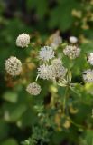 Astrantia pontica