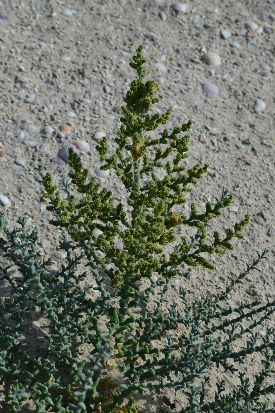 Image of Kalidium foliatum specimen.