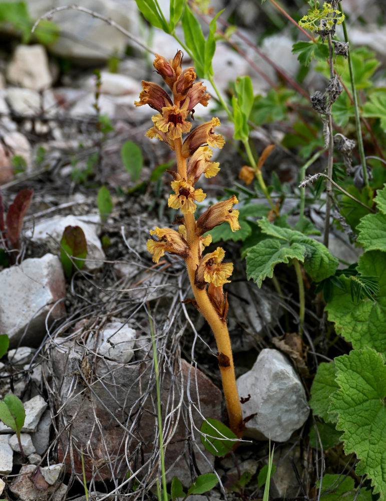 Image of Orobanche alba ssp. xanthostigma specimen.