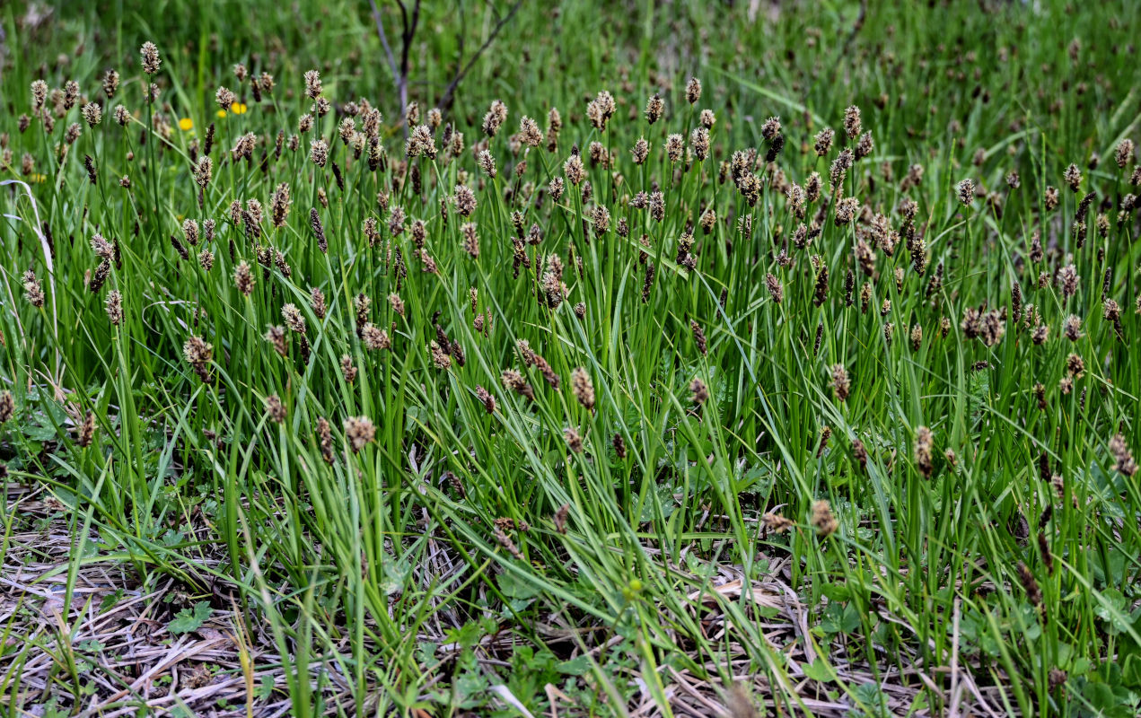 Image of genus Carex specimen.