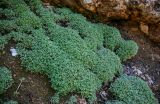 Potentilla miyabei