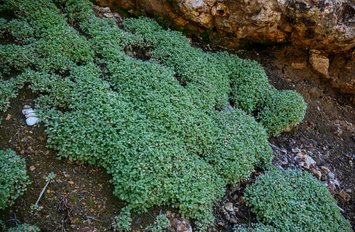 Image of Potentilla miyabei specimen.