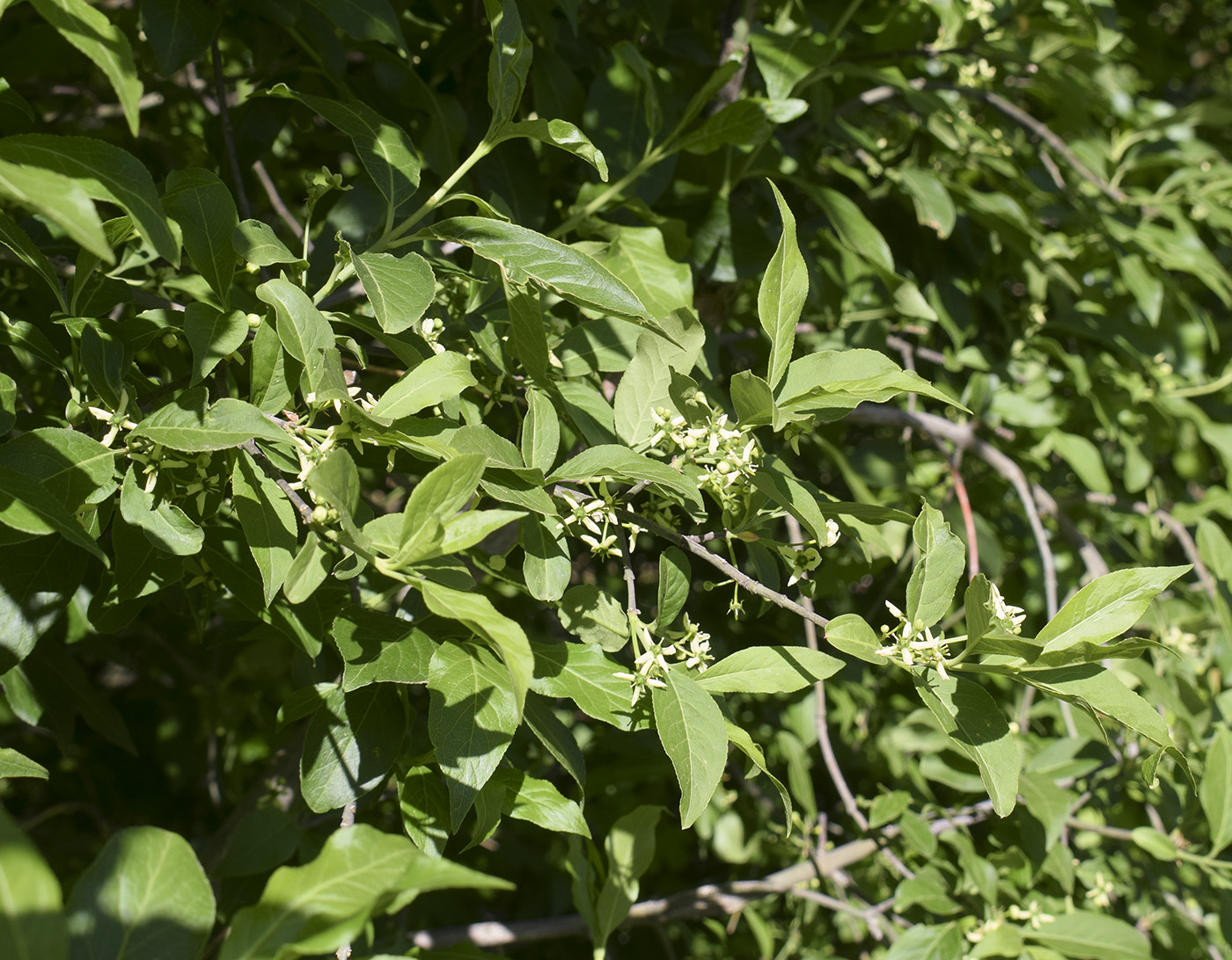 Изображение особи Euonymus europaeus.