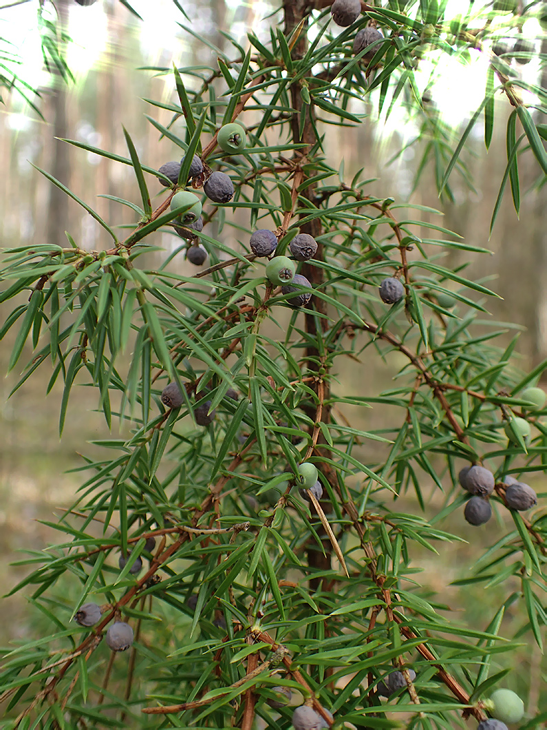 Изображение особи Juniperus communis.