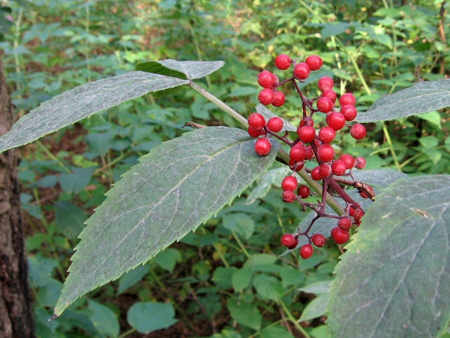 Image of Sambucus racemosa specimen.