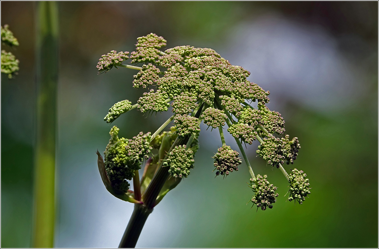 Image of Angelica sylvestris specimen.