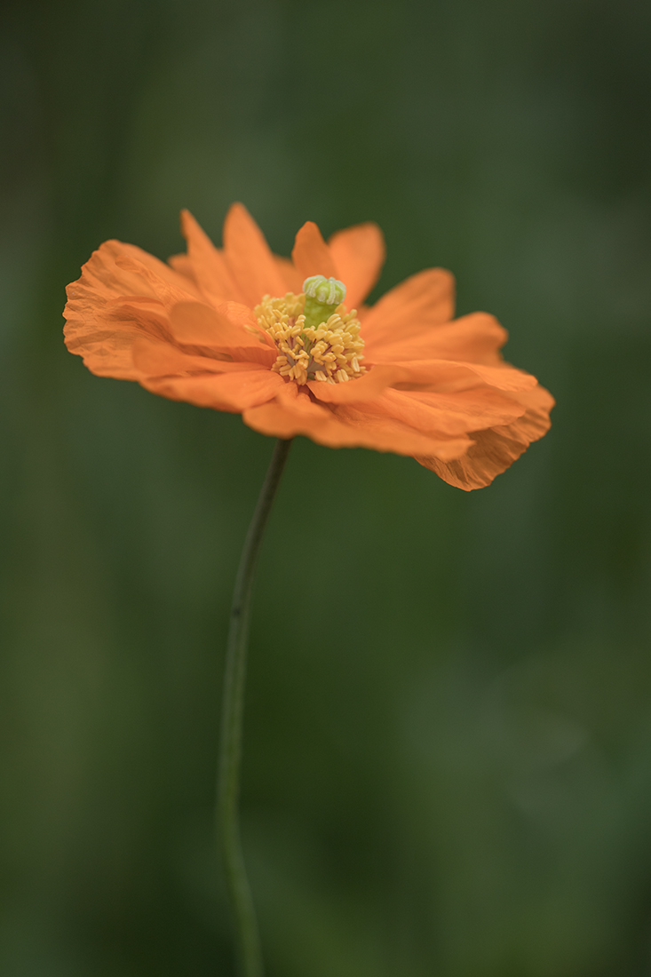 Изображение особи Papaver fugax.