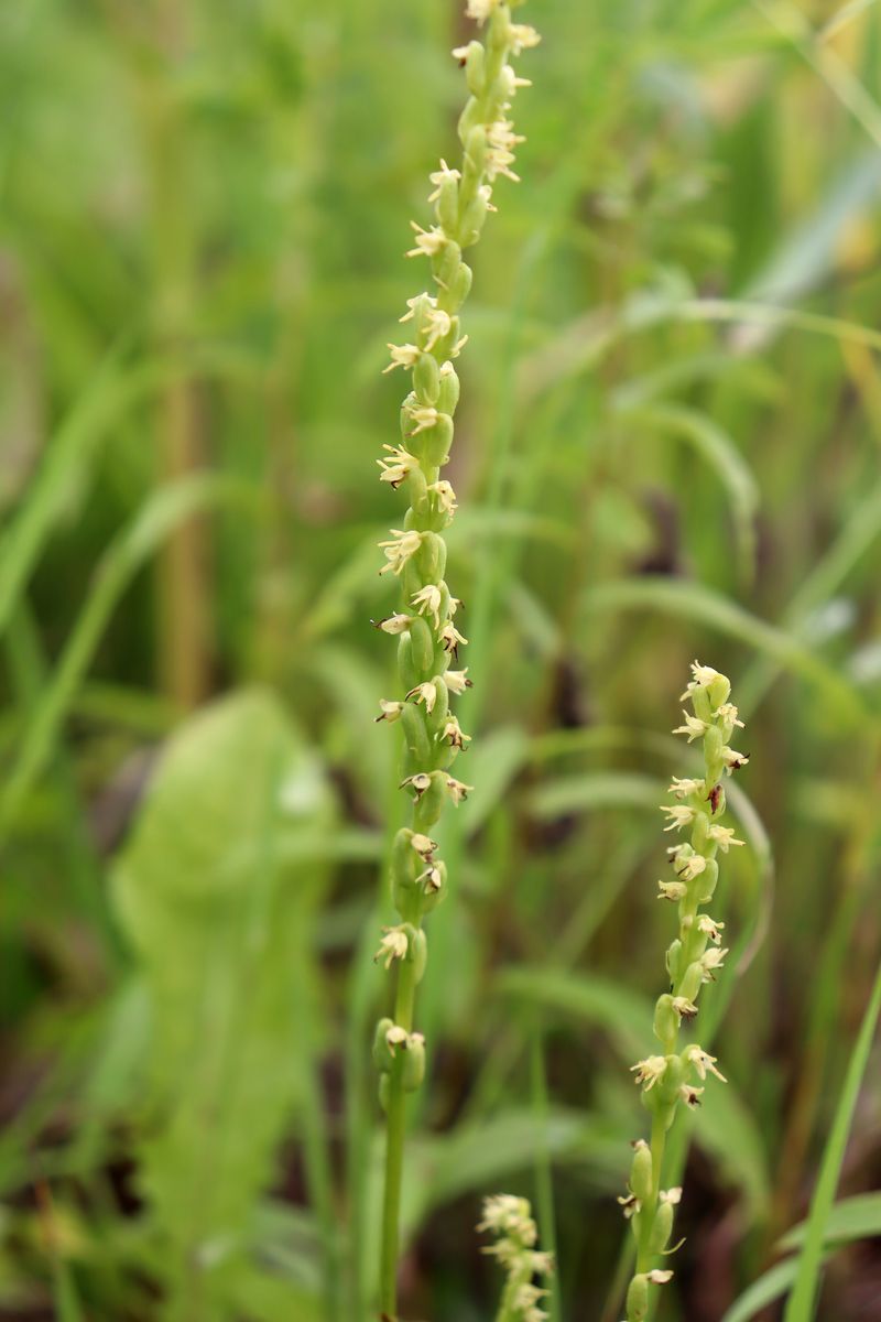 Image of Herminium monorchis specimen.