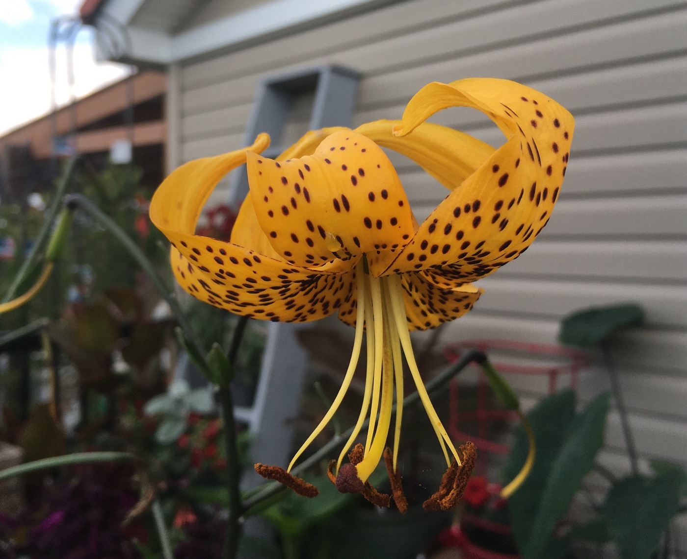 Image of Lilium leichtlinii specimen.