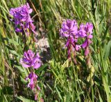 Polygala major