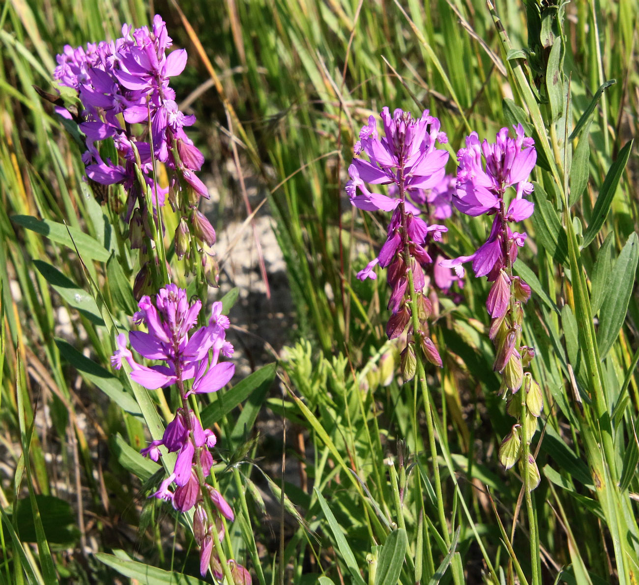 Изображение особи Polygala major.