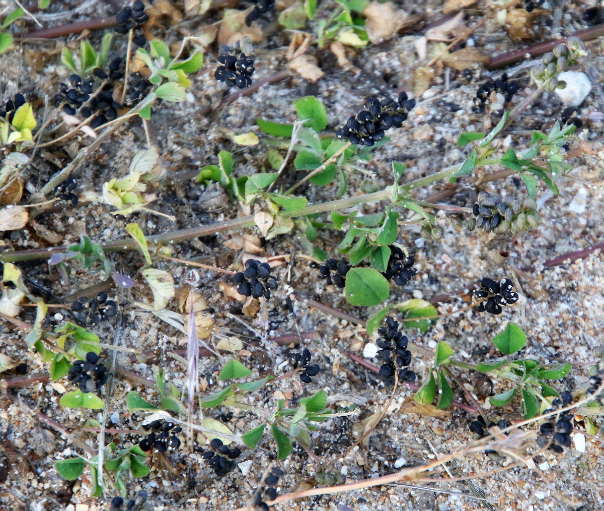 Image of Medicago lupulina specimen.