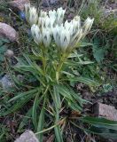 Gentiana algida