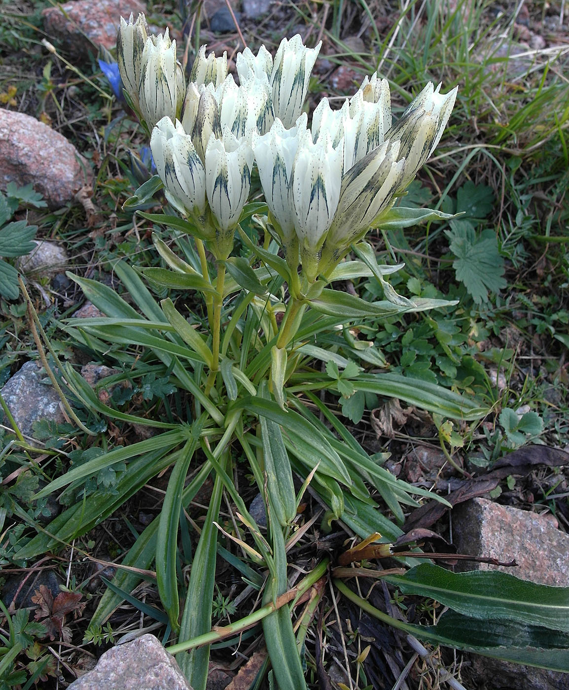 Image of Gentiana algida specimen.