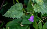 Campanula trachelium. Часть побега с цветком. Московская обл., Дмитровский гор. округ, долина р. Волгуша, смешанный лес. 31.08.2024.