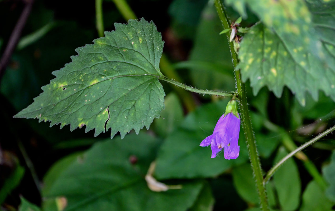 Image of Campanula trachelium specimen.