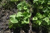 Caltha polypetala