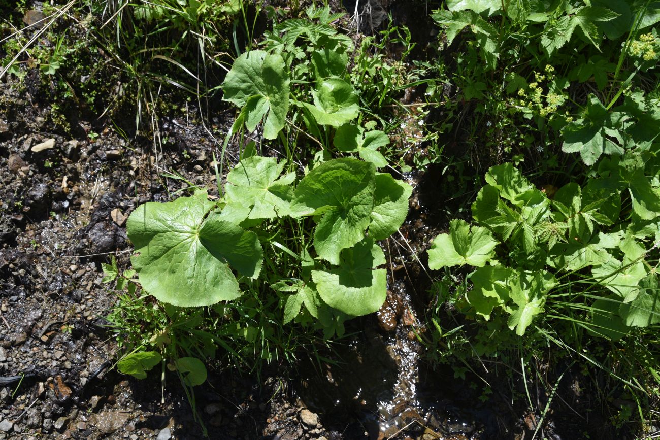 Image of Caltha polypetala specimen.