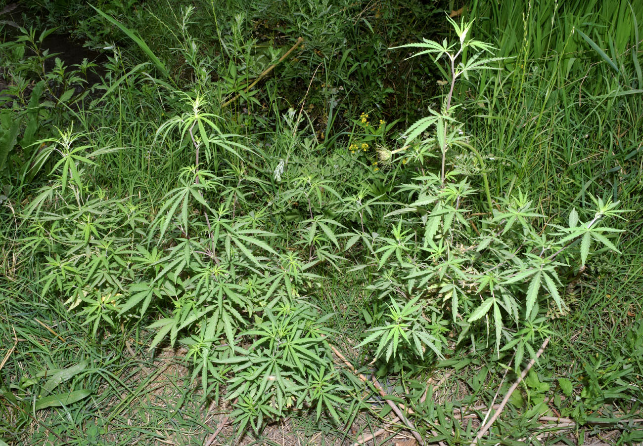 Image of Cannabis sativa var. spontanea specimen.