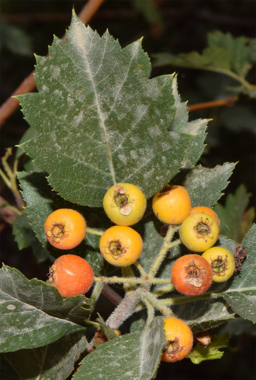 Изображение особи Crataegus ferganensis.