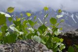 Ampelopsis aegirophylla. Верхушки побегов. Таджикистан, Горно-Бадахшанская автономная обл., Рушанский р-н, Рушанский хр., дол. р. Хуфдара, окр. кишл. Хуф, выс. ≈ 2200 м н.у.м., крупноглыбовые скальные обломки у берега реки. 5 июля 2024 г.