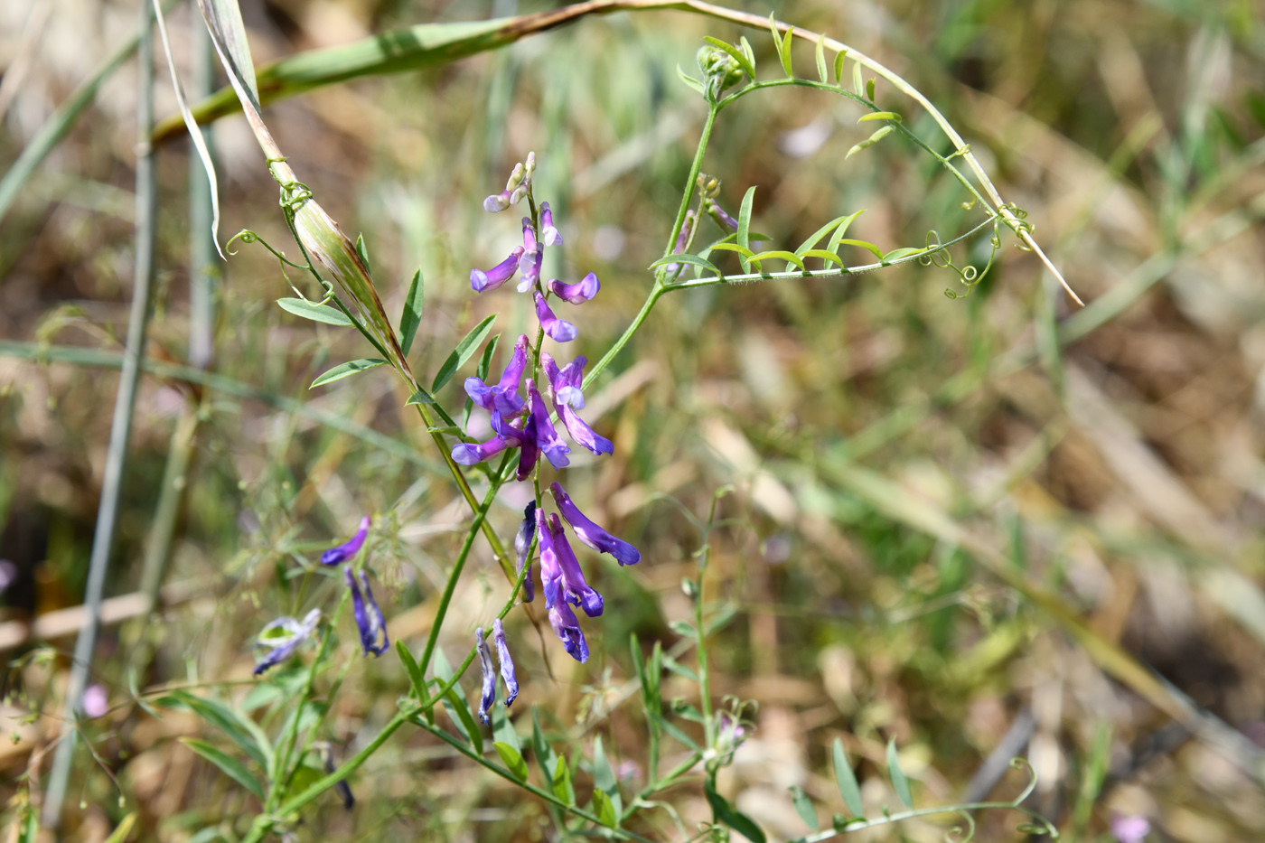 Изображение особи род Vicia.