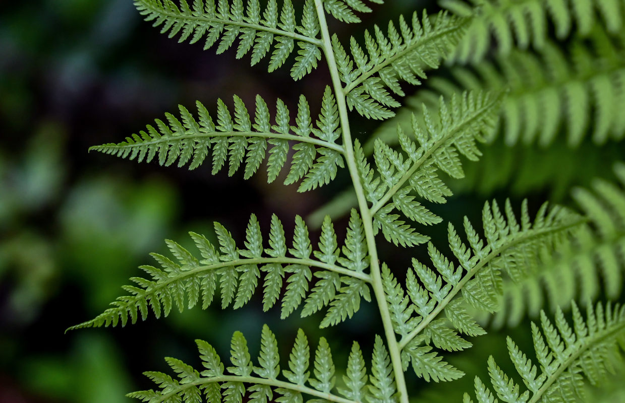 Image of Athyrium filix-femina specimen.