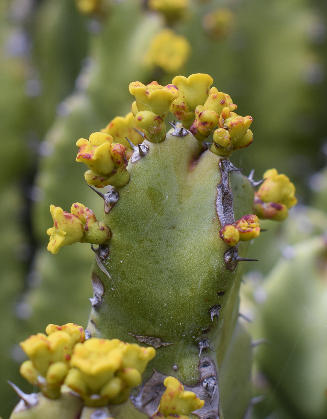 Изображение особи Euphorbia resinifera.