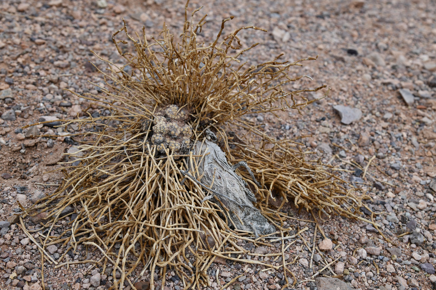 Image of Anabasis truncata specimen.