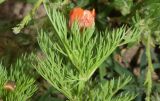 Adonis parviflora