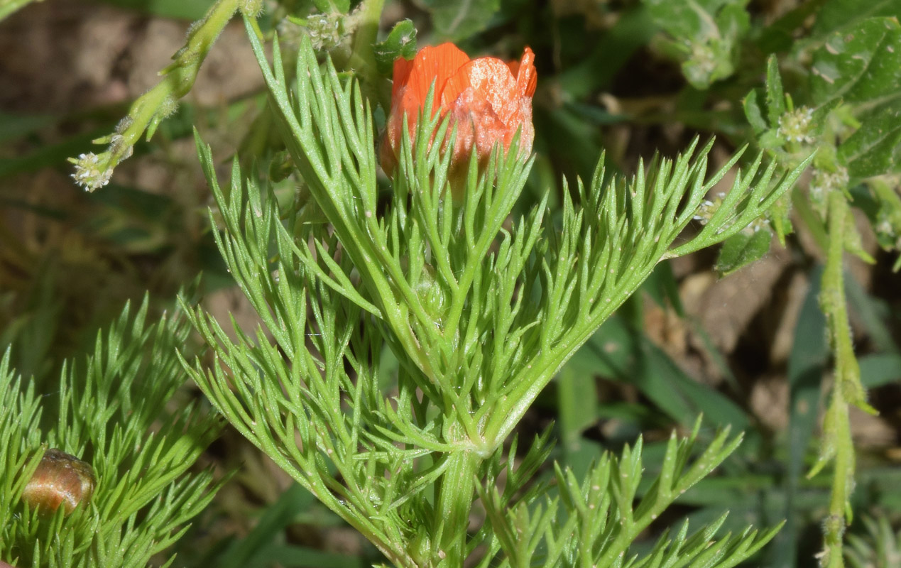 Изображение особи Adonis parviflora.