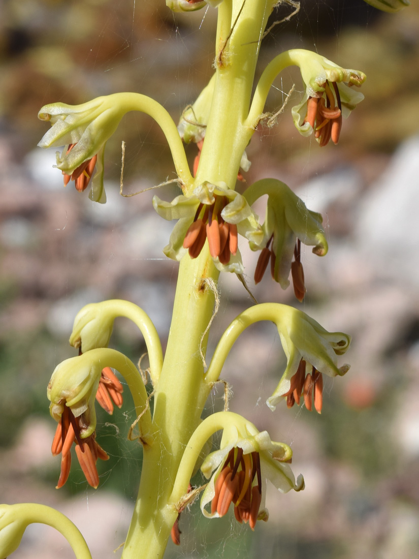 Изображение особи Eremurus turkestanicus.