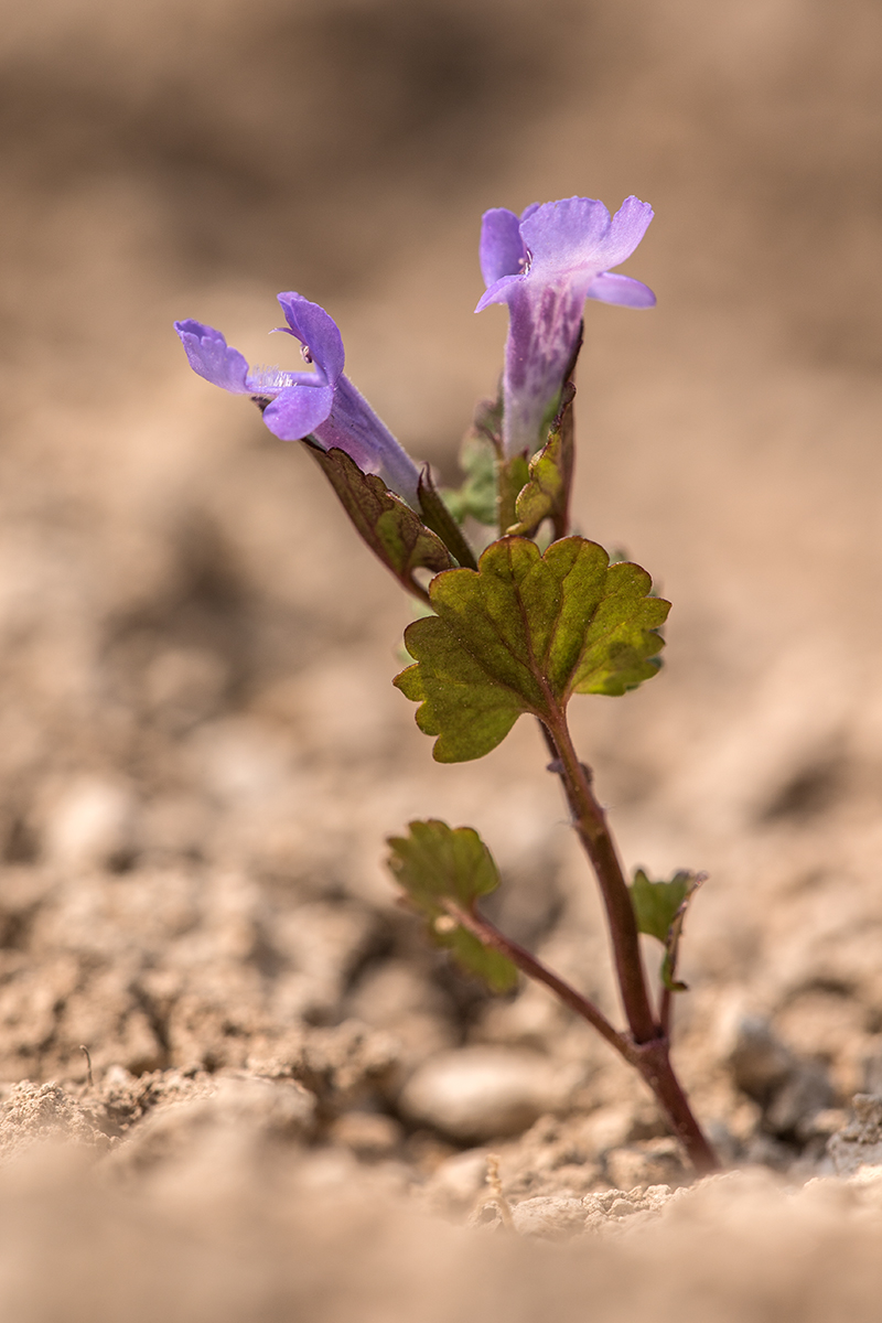 Image of Glechoma hederacea specimen.