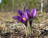 Pulsatilla patens