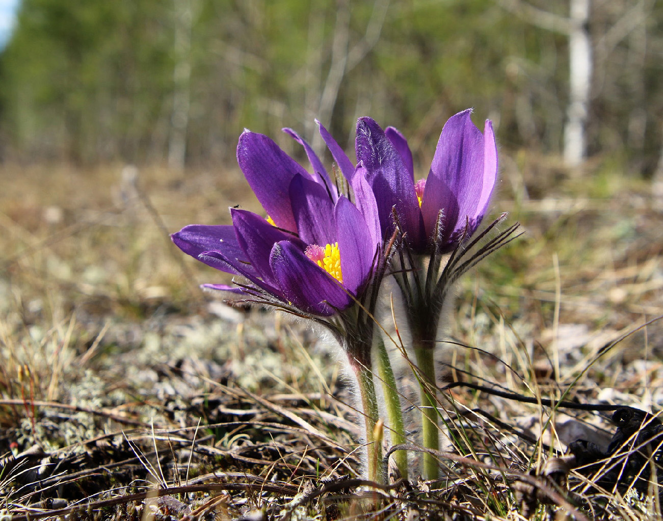 Изображение особи Pulsatilla patens.