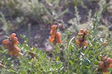 род Astragalus