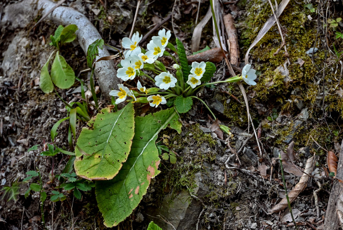 Изображение особи Primula vulgaris.