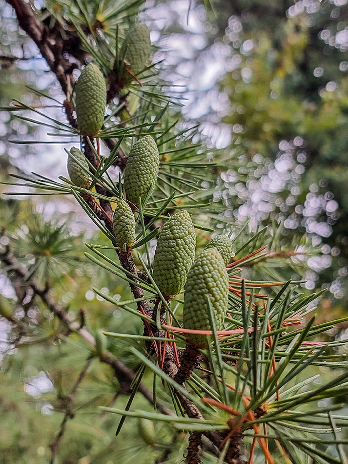 Изображение особи род Cedrus.