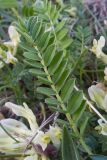 Astragalus resupinatus