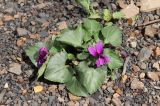 Смотреть изображение Viola somchetica