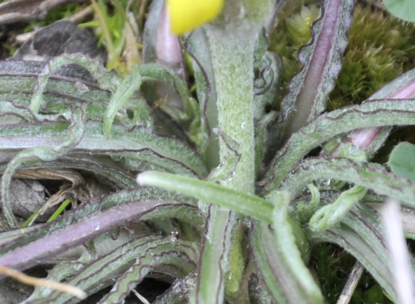 Image of genus Scorzonera specimen.