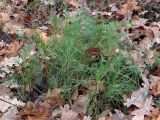 View full-size image Artemisia campestris